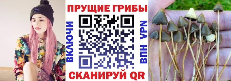 Галлюциногенные грибы Psilocybine cubensis  Лермонтов 